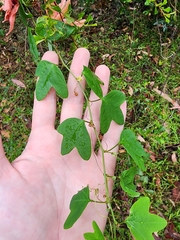 Passiflora aurantia