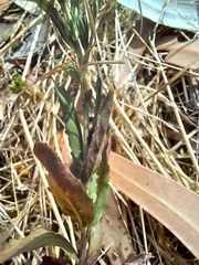 Epilobium billardiereanum