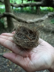 Rhipidura fuliginosa