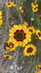 Coreopsis tinctoria