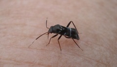 Pilophorus perplexus