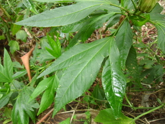 Hibiscus heterophyllus