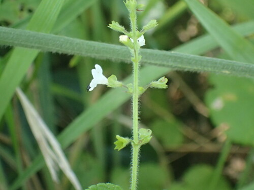 Image of Endostemon obtusifolius by (c) Mahomed Desai, some rights reserved (CC BY)