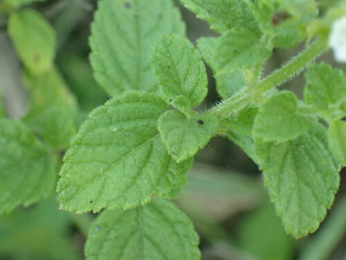 Image of Endostemon obtusifolius by (c) Mahomed Desai, some rights reserved (CC BY)