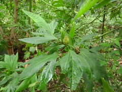Hibiscus heterophyllus