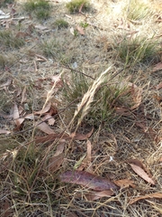 Rytidosperma racemosum