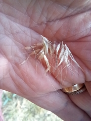 Rytidosperma racemosum
