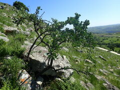 Gymnosporia glaucophylla