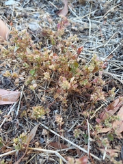 Crassula decumbens