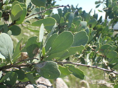 Gymnosporia glaucophylla