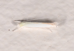 Stegommata sulfuratella
