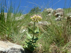 Asclepias albens