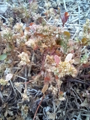 Crassula decumbens