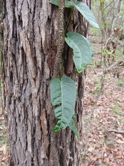 Parsonsia brisbanensis