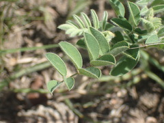 Indigofera velutina
