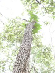 Parsonsia brisbanensis