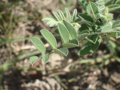 Indigofera velutina