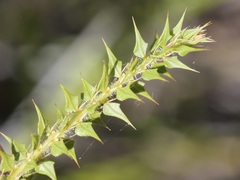 Acacia hastulata