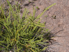 Acacia hastulata