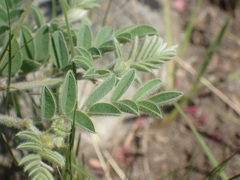 Indigofera velutina