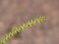 Acacia hastulata