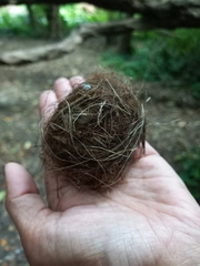 Rhipidura fuliginosa