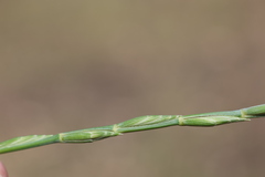 Thinopyrum obtusiflorum