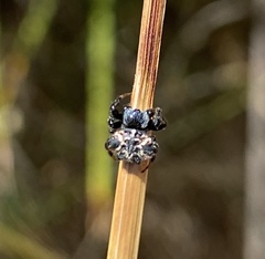Austracantha minax
