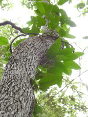 Parsonsia brisbanensis