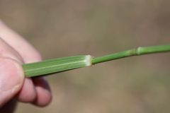 Thinopyrum obtusiflorum