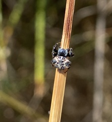 Austracantha minax