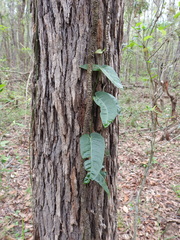 Parsonsia brisbanensis