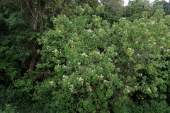Montanoa tomentosa
