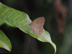Mycalesis perseoides