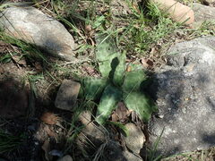 Ledebouria ovatifolia