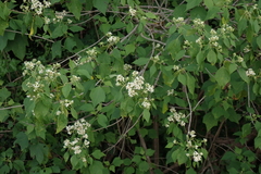 Montanoa tomentosa