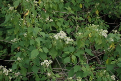Montanoa tomentosa