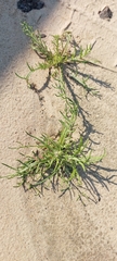 Senecio glaucus