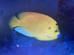 Apolemichthys trimaculatus