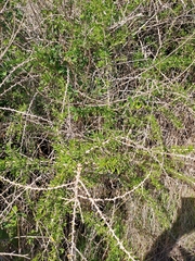 Lycium schweinfurthii