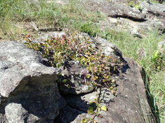 Aeollanthus parvifolius