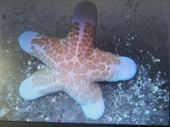 Choriaster granulatus