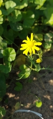 Senecio glaucus