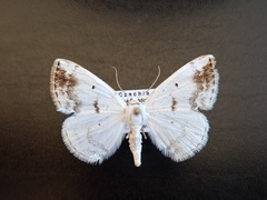 Lomographa temerata