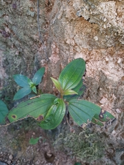Melastoma sanguineum