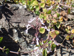 Aeollanthus parvifolius