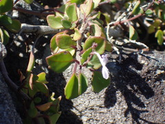 Aeollanthus parvifolius