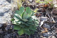 Agave potatorum