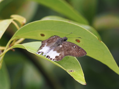 Tagiades ultra