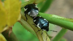 Tritomegas sexmaculatus